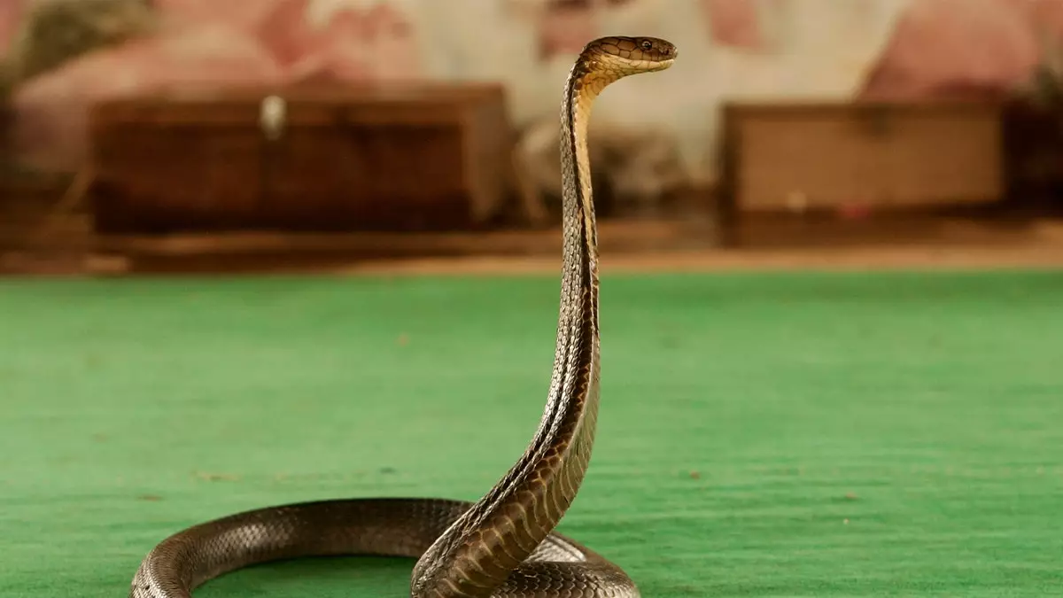 Турист умер в элитном курорте после того, как кобра из шоу змей заползла к нему в штаны и укусила его, сообщает полиция.