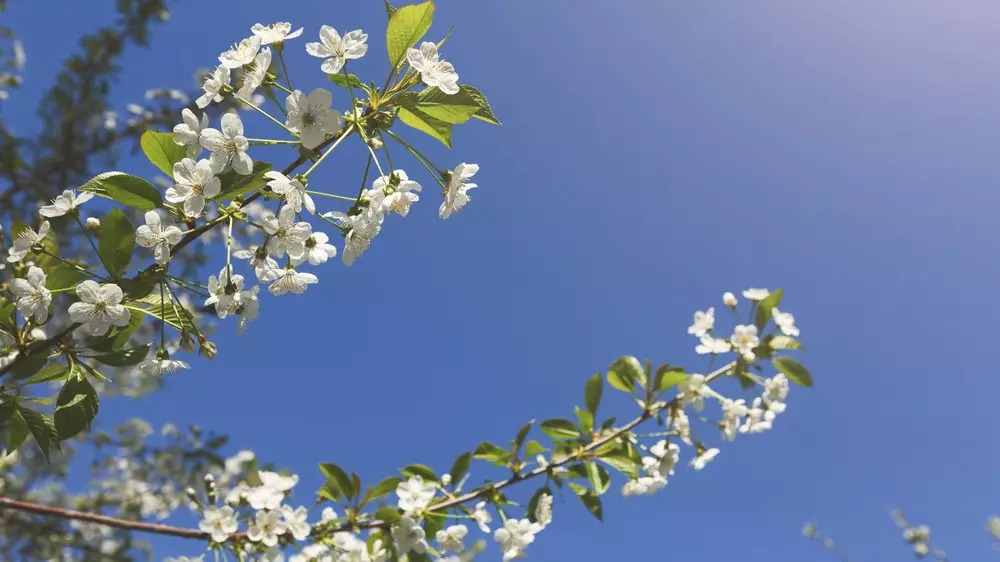 32 градус ыстық, жаңбыр: 29 сәуірде Қазақстанда ауа райы қандай болады?