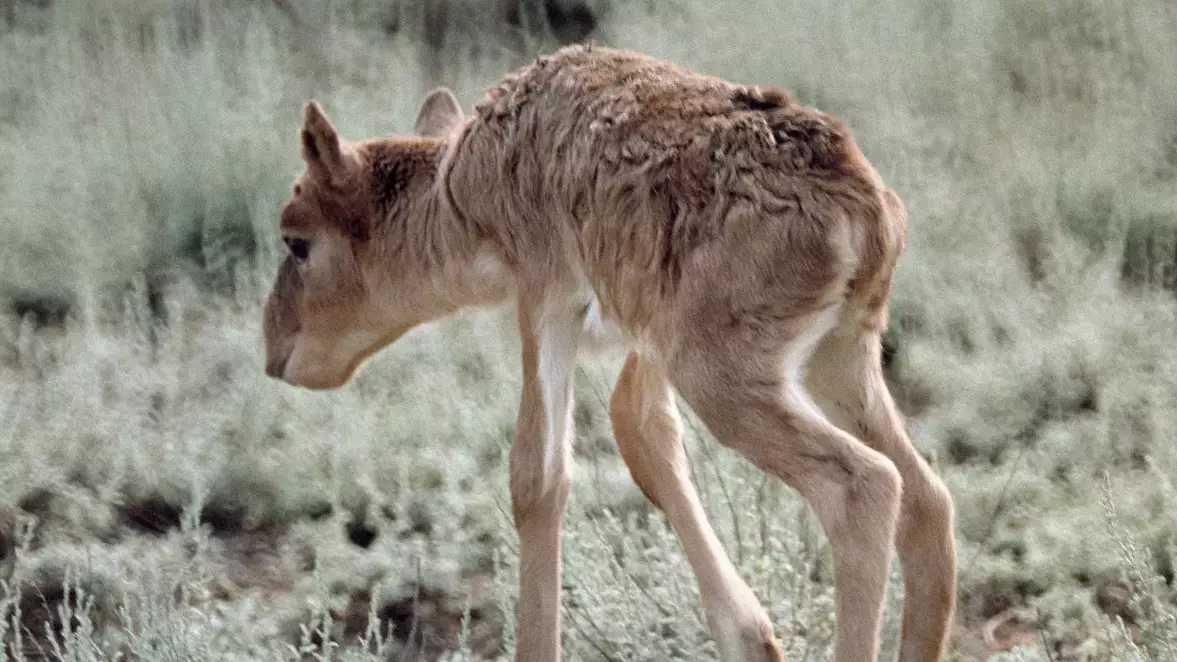 "Қырылып жатыр": Батыс Қазақстанда киік пастереллез ауруына шалдықты