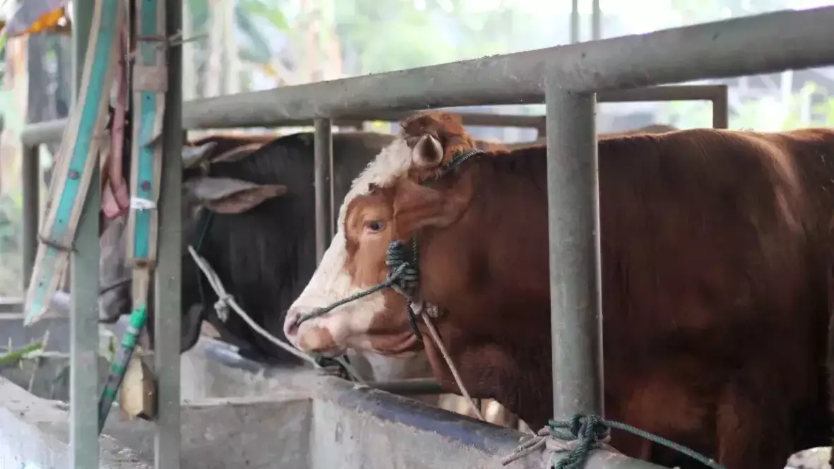 БҚО-да мал қырылып жатыр: 200 бастан астам шығын