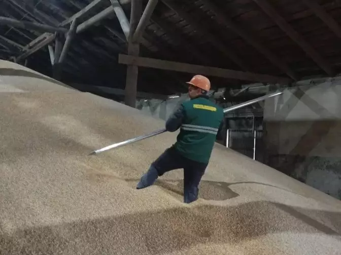 Тысячу тонн кукурузы впервые направили из Ульяновской области в Казахстан.