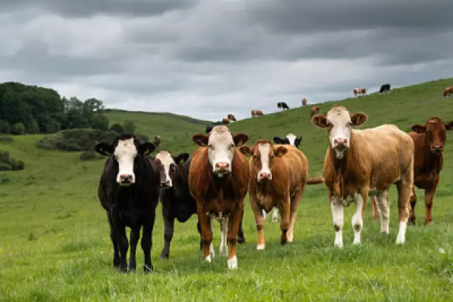 Алматыда 43 бас мал ұрлаған күдіктілер ұсталды (ВИДЕО)