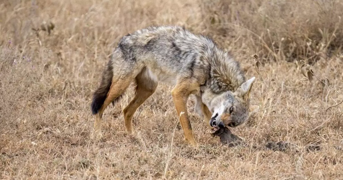  Түркістан облысында шибөрінің балаларға шабуылынан кейін оларды құтыру ауруына тексеру басталды 
