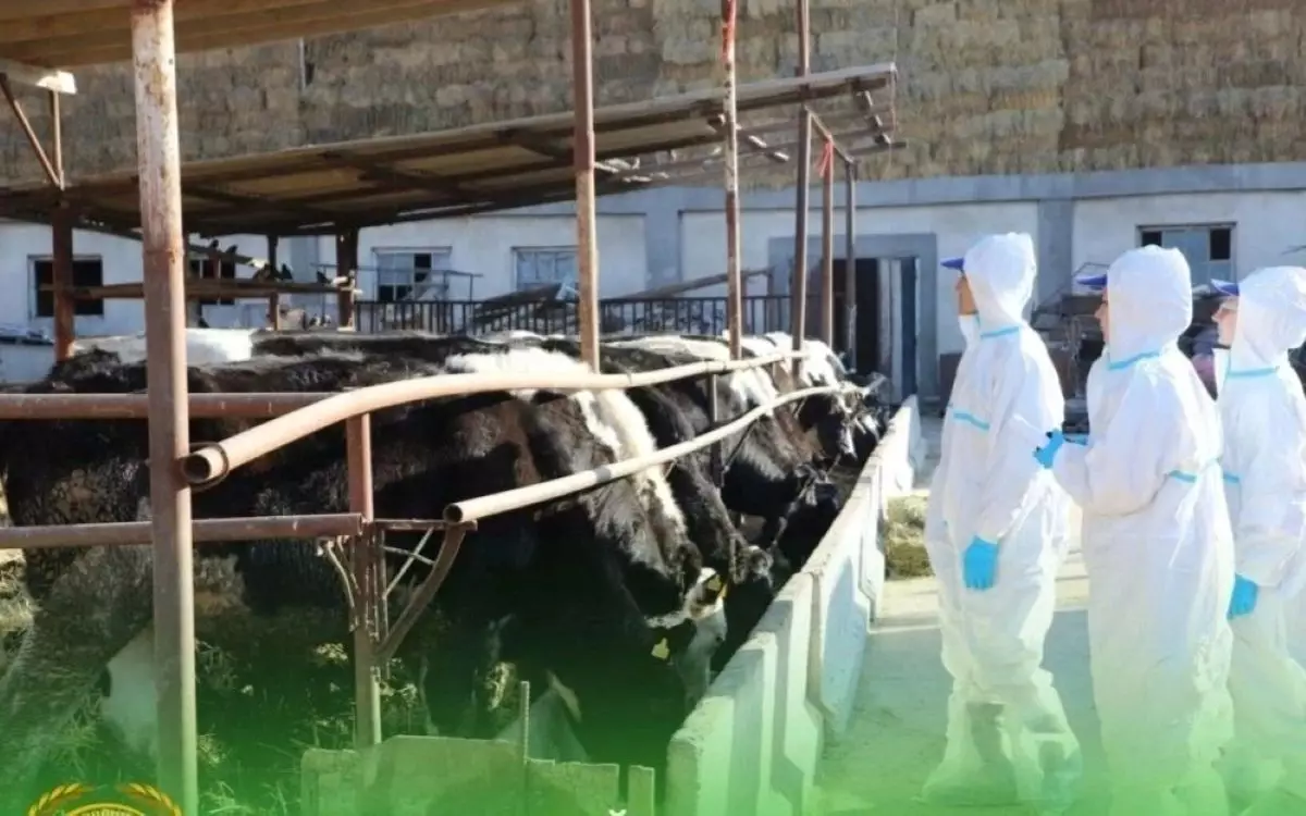 Массовый падеж скота в ЗКО: фермеры винят сайгаков