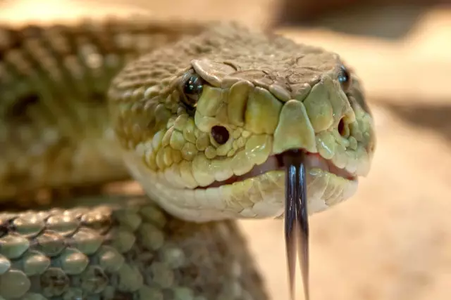 Египеттегі шоуда туристі кобра шағып өлтірді