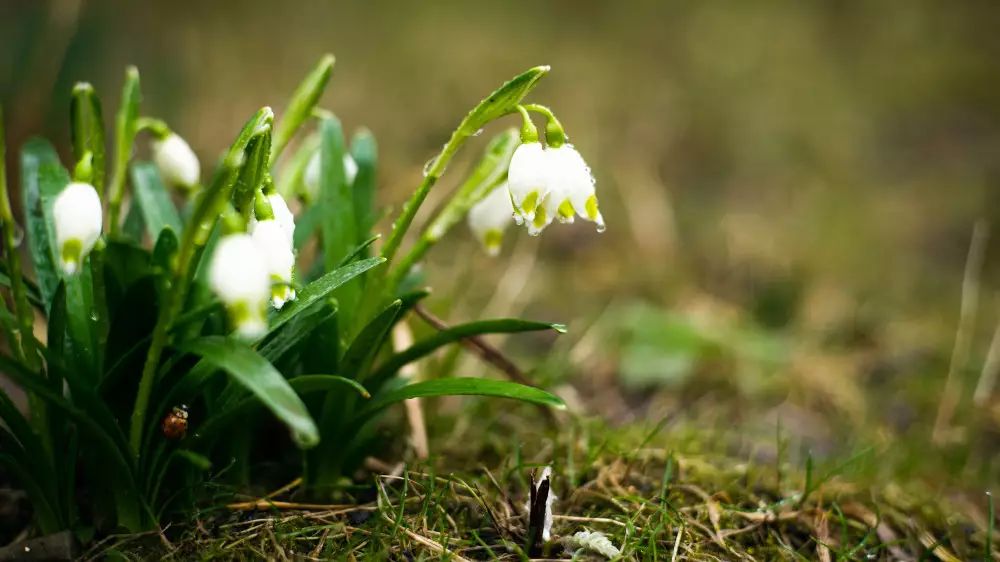 Алдағы демалыс күндері Қазақстанда жаңбыр жауып, үсік жүреді