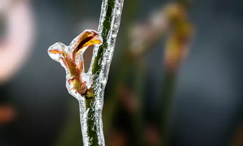 Алдағы уақытта ел аумағында үсік жүреді