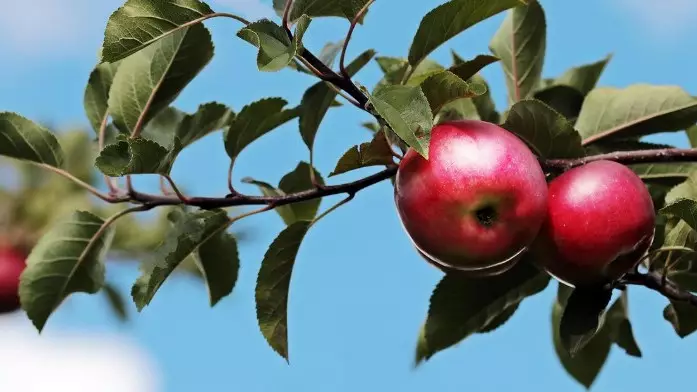 В Жетысу пройдет фестиваль цветения яблони Сиверса