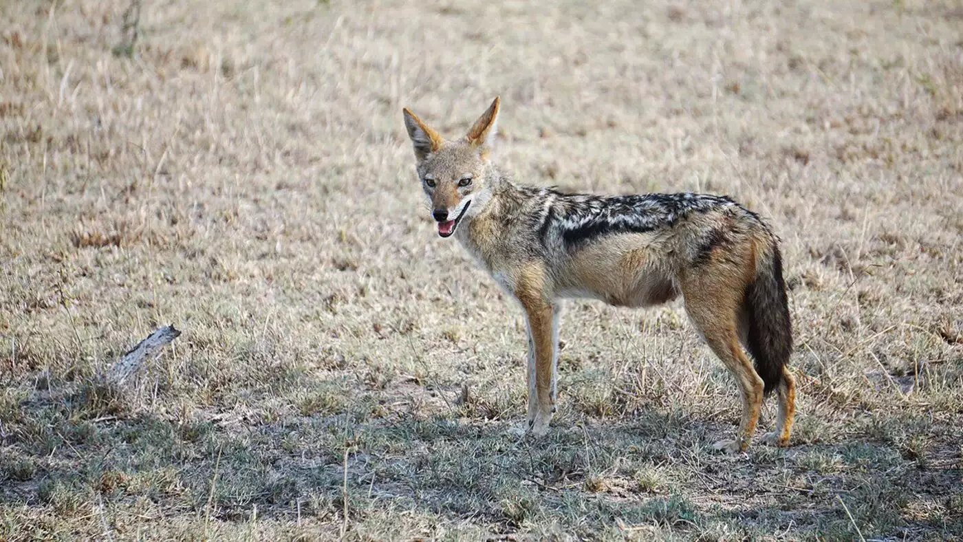 Шакал зашел в село и напал на людей в Казахстане.