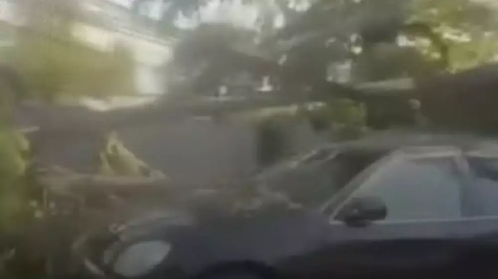 Дерево упало на автомобиль и повредило электросети в Алматы