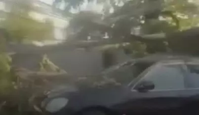 Алматыда көліктің үстіне ағаш құлап, электр желілеріне зақым келді