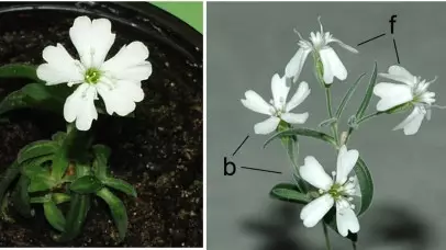 Цветок из ледникового периода: как «оживили» растение возрастом 32 тысячи лет
