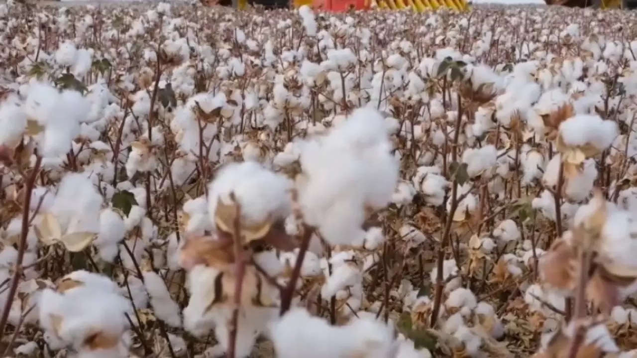 Полный цикл переработки хлопка запущен в Туркестанской области