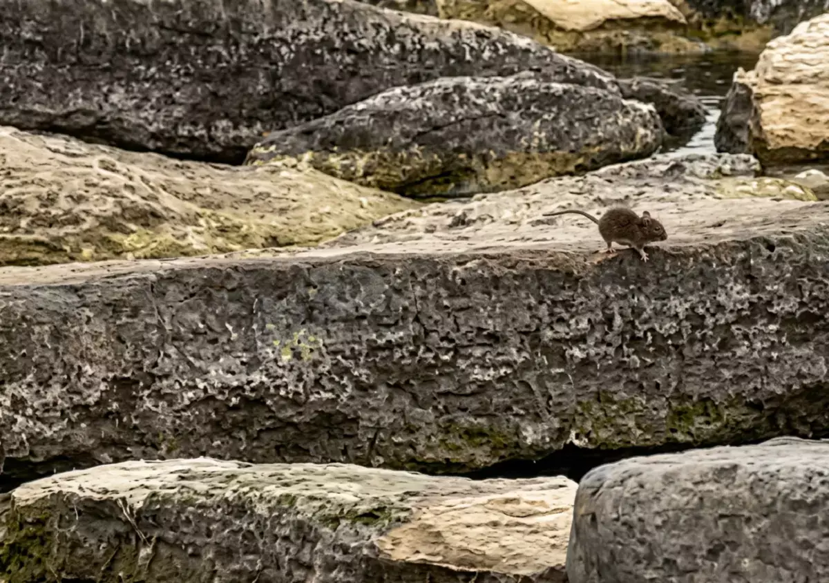 Жители Актау сообщают о нашествии крыс на набережной - новости на Lada.kz 29.04.2026