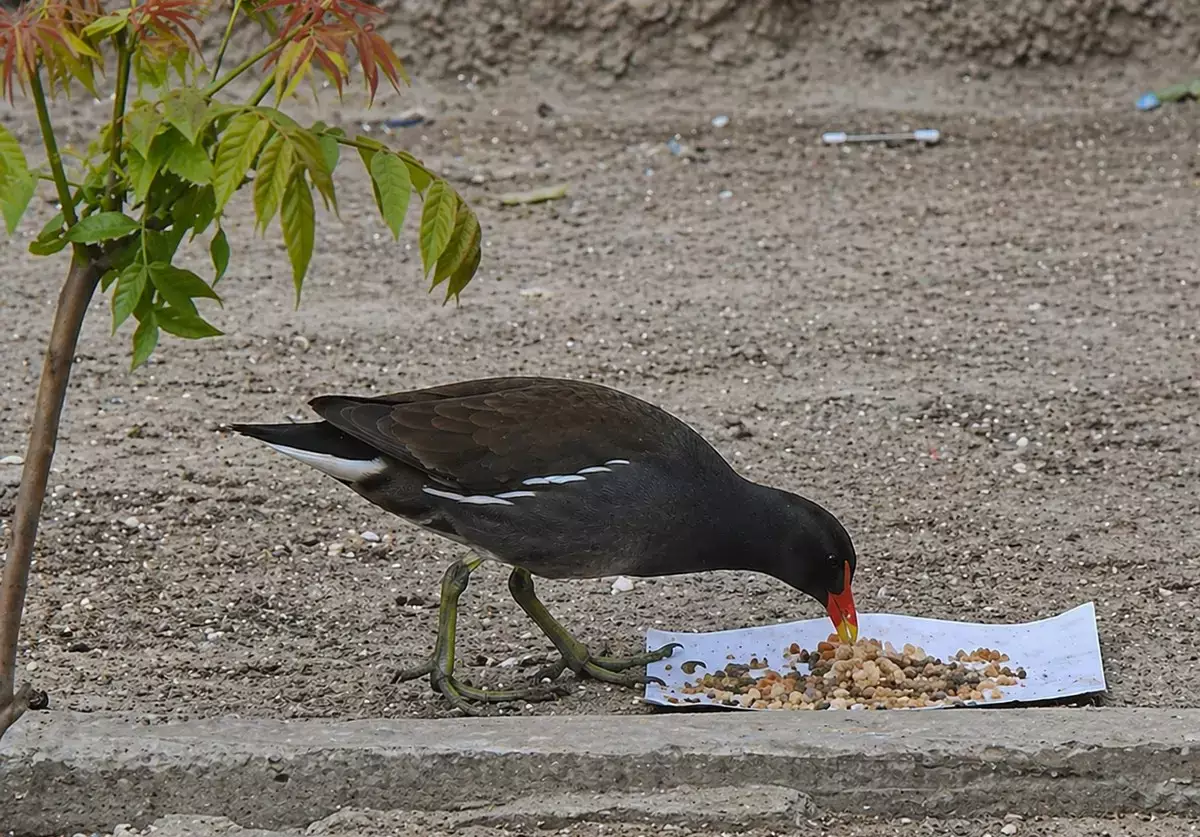 Редкая для региона птица попала на ВИДЕО в Актау - новости на Lada.kz 29.04.2026