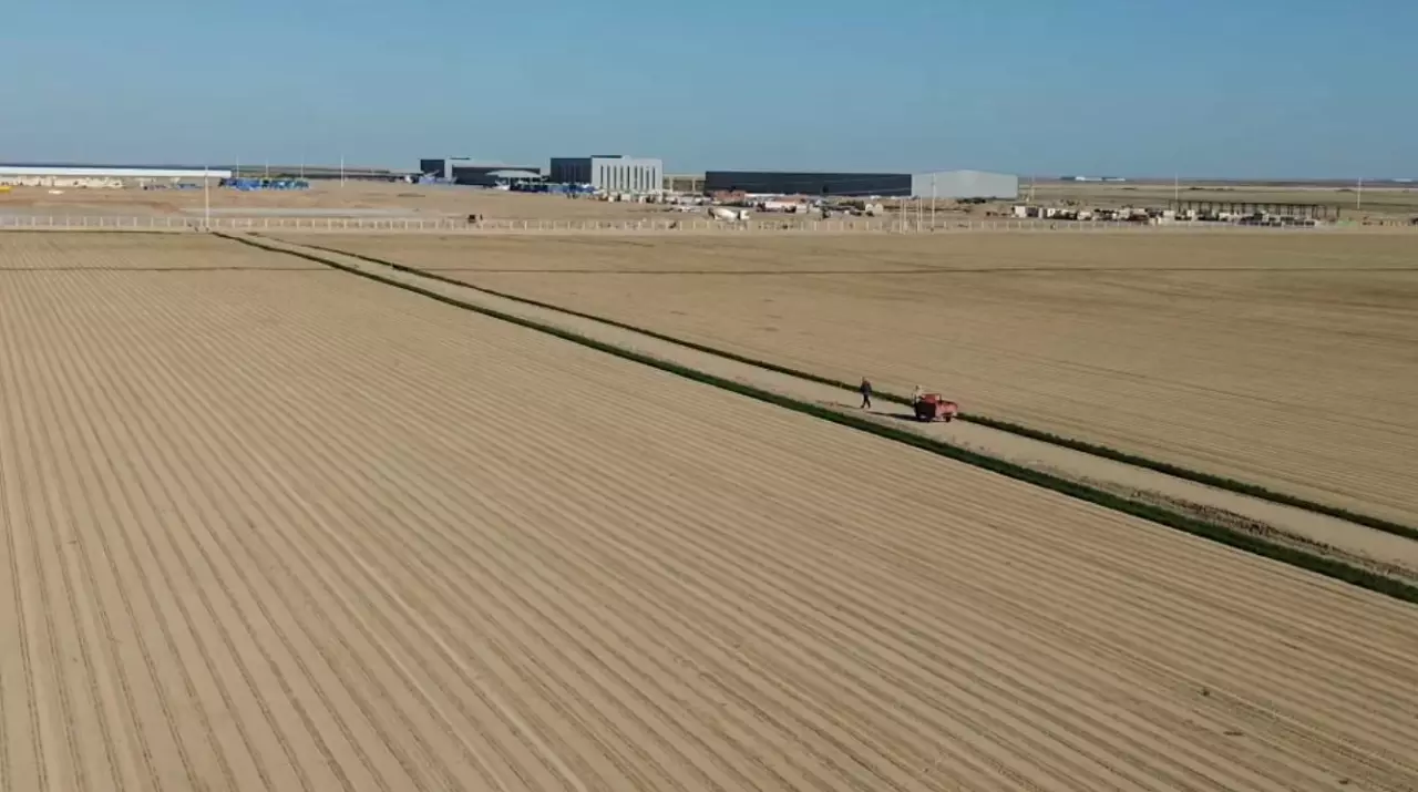 Түркістан облысында мақта кластері қарқын алды