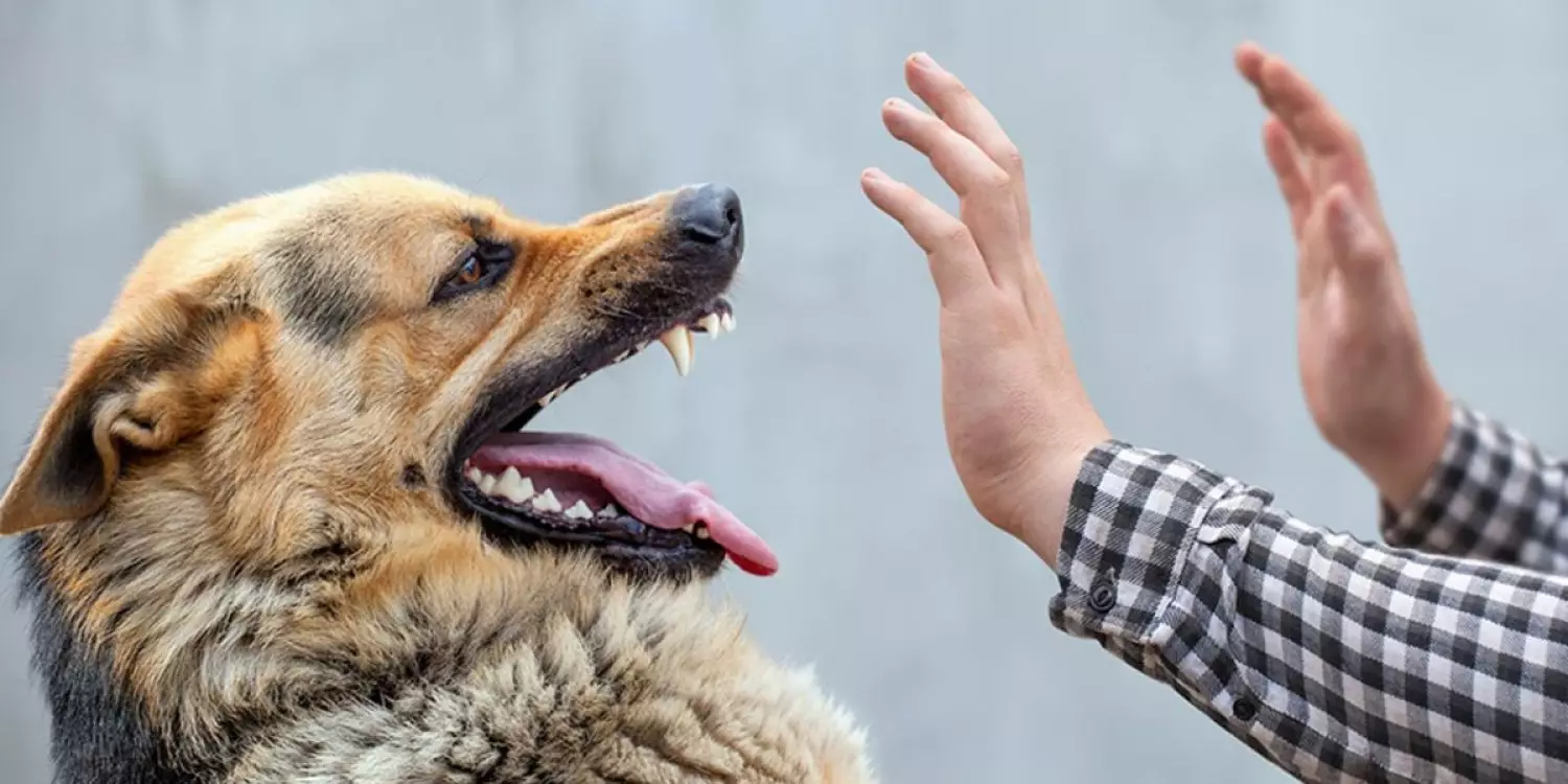 Солтүстік Қазақстанда қауіпті ауру тіркеліп, ауыл карантинге жабылды