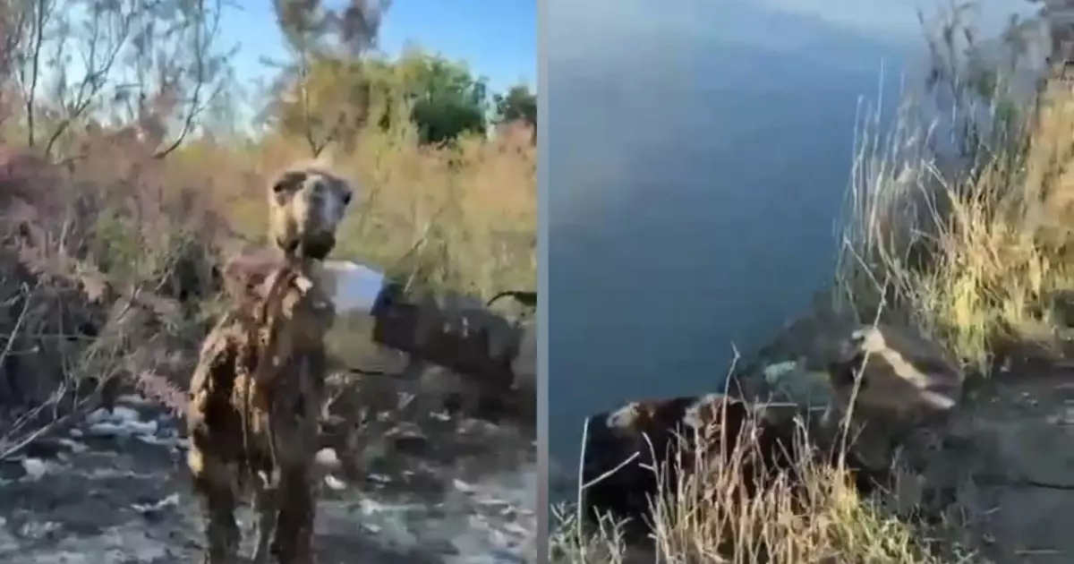  Қызылордада судан шыға алмай жатқан ботаны құтқарған жандардың әрекеті көпті тәнті етті 