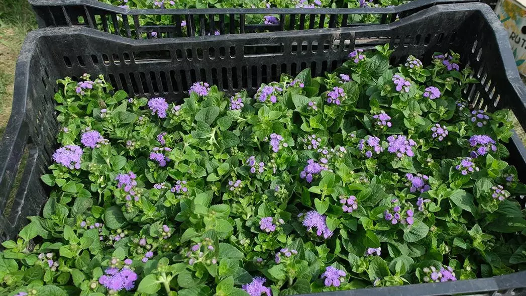 Питомник саженцев появится в южной части Алматы