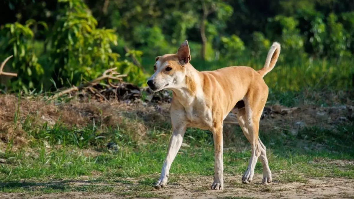 Собак вывезли в поле: приют в Алматинской области оказался под угрозой закрытия