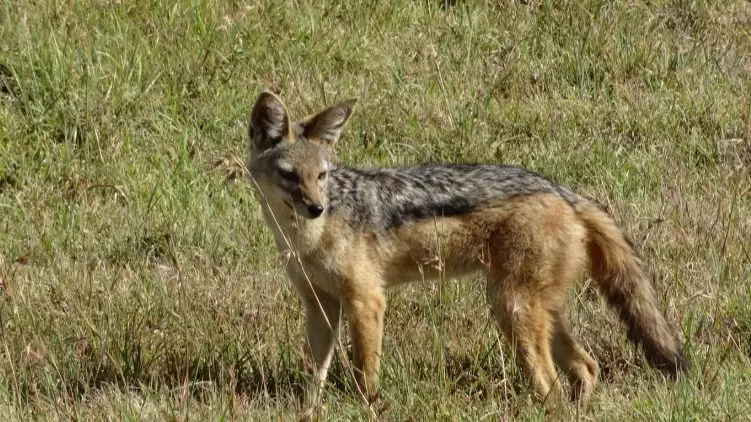В Туркестанской области на детей напал шакал с подозрением на бешенство