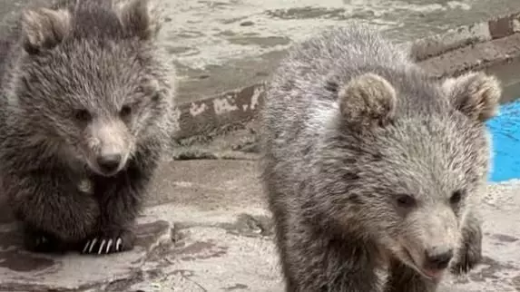 Как назвали медвежат в зоопарке Алматы - итоги голосования