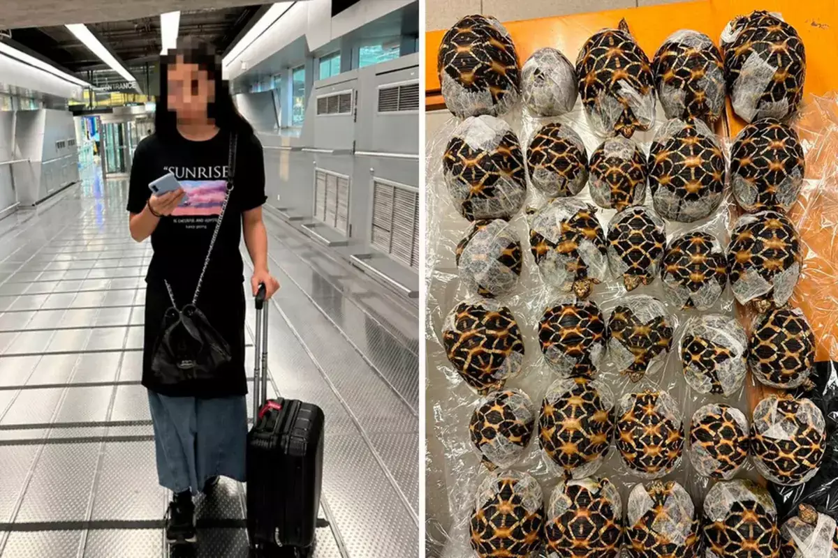 В аэропорту Таиланда задержали девушку с 30 живыми черепахами, приклеенными к телу - новости на Lada.kz 29.04.2026