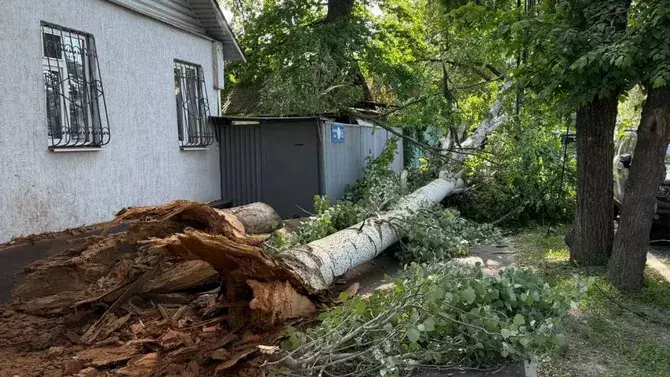 В Казахстане падающее дерево чудом не задело людей, но поцарапало припаркованные автомобили, как видно на видео.