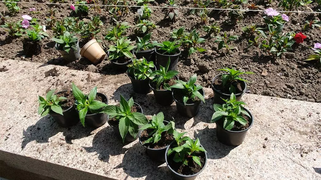 Алматыда көшет өсіретін тәлімбақ салынады