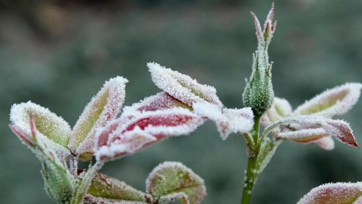 -2 °C: Кей өңірлерде үсік жүреді