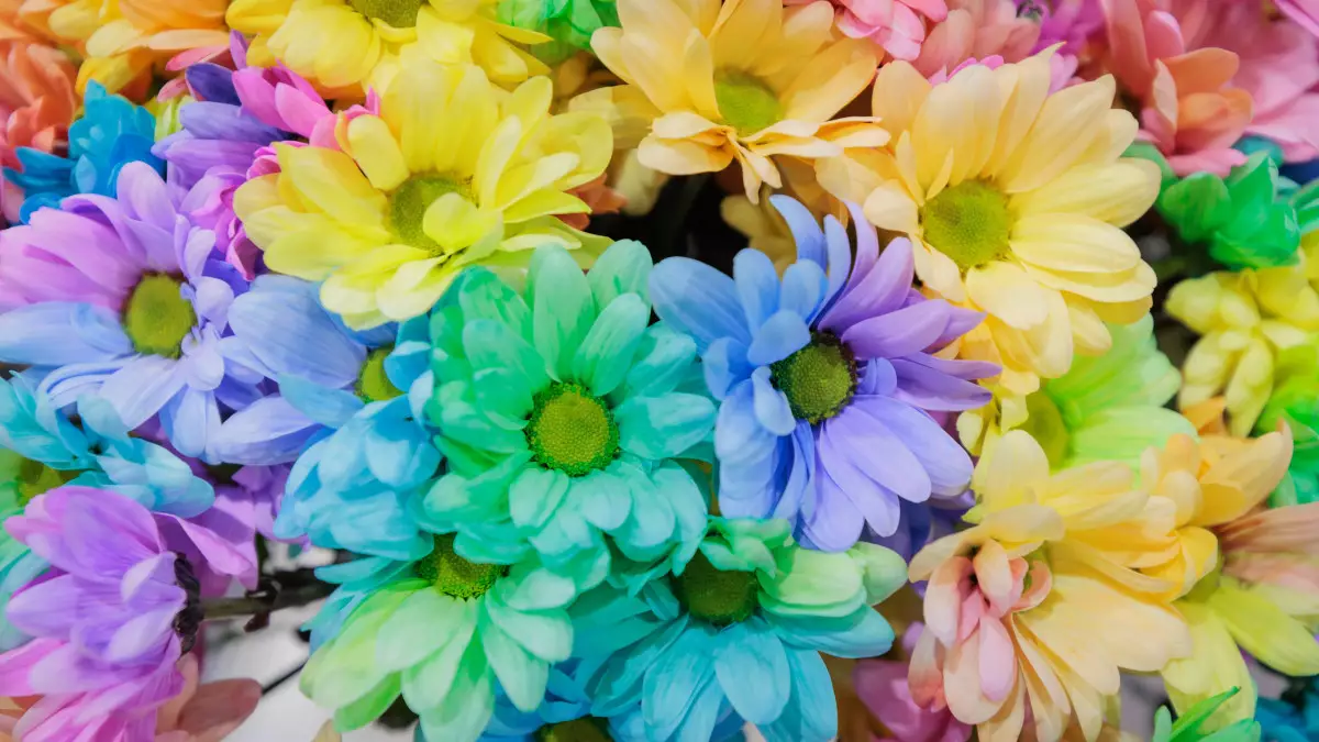 Как выращивают разноцветные цветы: опыт иностранных селекционеров