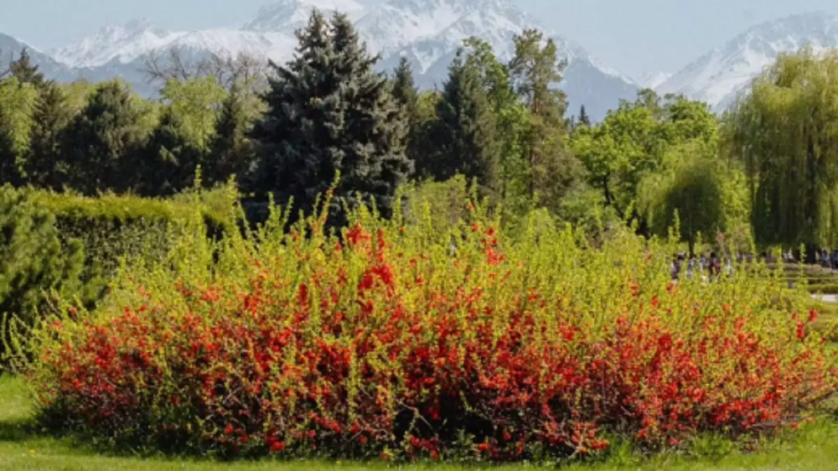 Ботанический сад Алматы обратился к посетителям с предупреждением