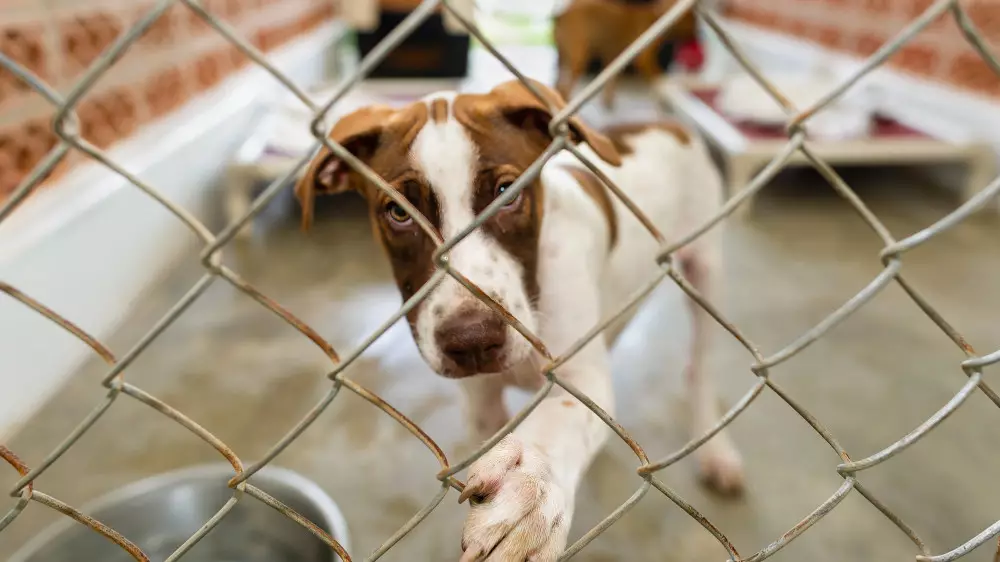 Бес күннен кейін ұйықтату: Қазақстанда резонанс тудырған заң нормасы өзгертілді