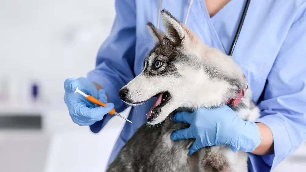 Қазақстандағы жаңа заң төңірегіндегі дау: чипі жоқ жануар қаңғыбас деп есептелмейді