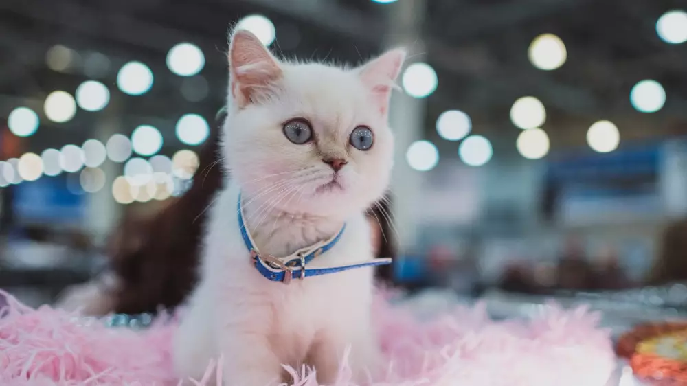 Қазақстанда жануарларды сатып алу және сату механизмі өзгереді