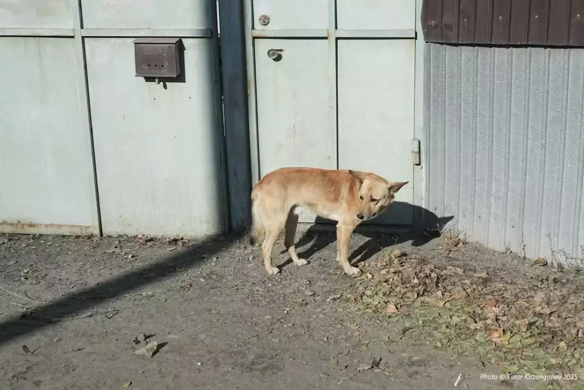 Скандальный закон о животных срочно возвращают в Мажилис