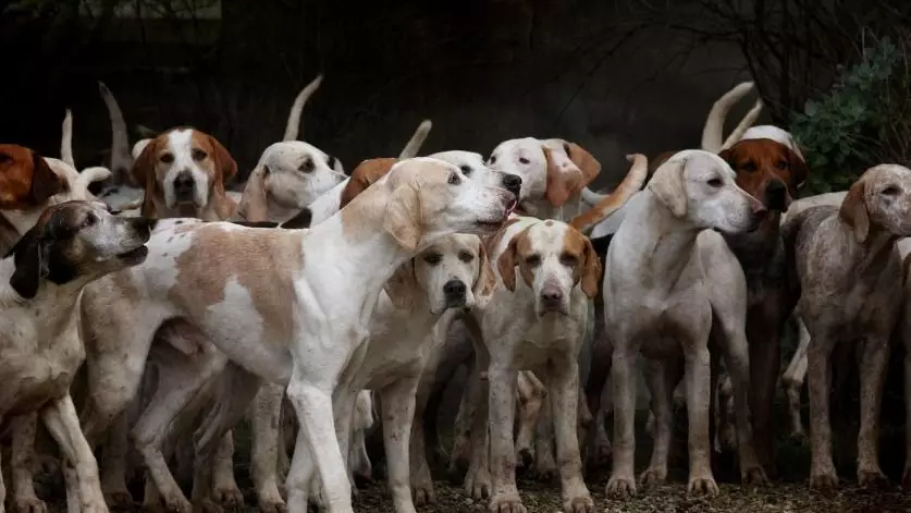 Эвтаназии не будет? Что решил сенат по скандальным поправкам о бродячих собаках