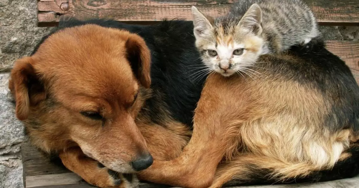  Сенат не согласился с резонансными поправками в закон о животных 