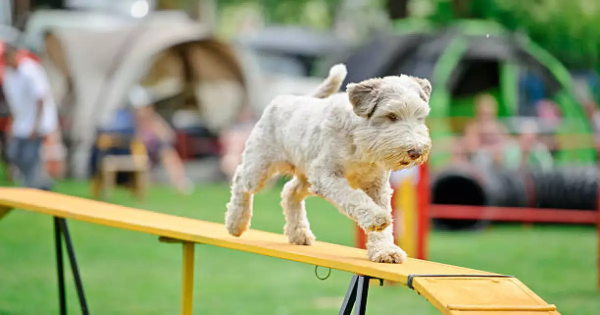  Астанада 350-ден астам ит тұқымы қатысатын халықаралық көрме өтеді 