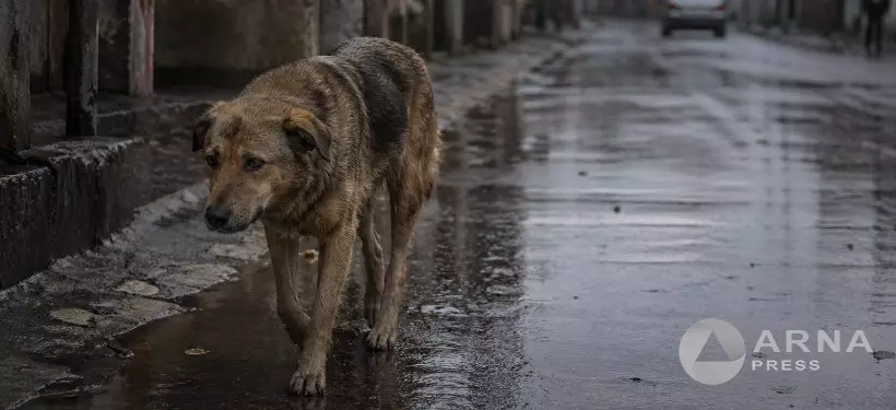 Сенаторы вернули скандальные поправки в закон о животных на доработку в мажилис