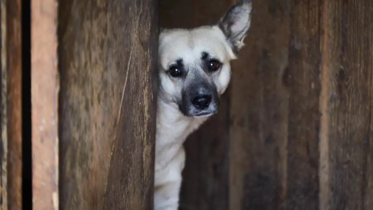 УсыпитьНельзяОтпустить: Закон о бродячих животных вернули в Мажилис