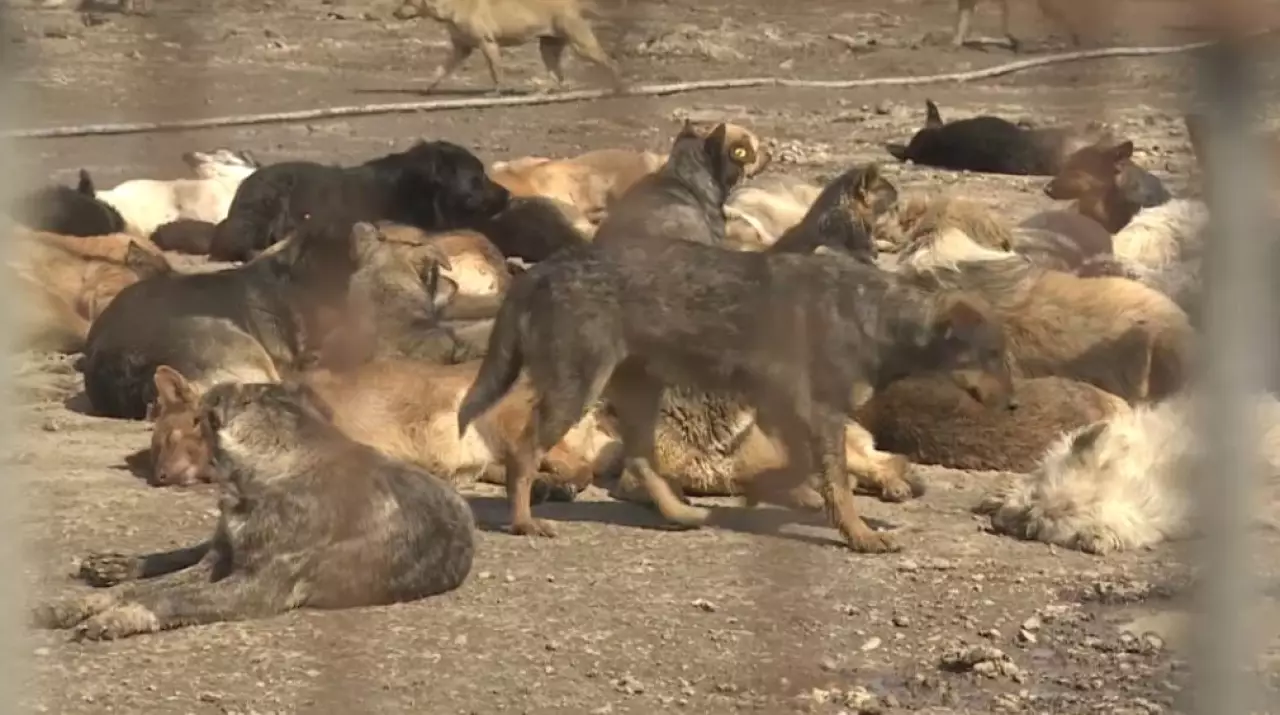 Ситуация с бродячими животными: поправки в закон пересмотрят