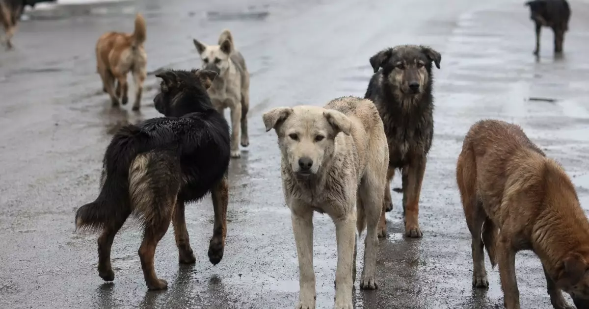  Сенат бұралқы иттерге қатысты даулы түзетулерді Мәжіліске қайтарды 