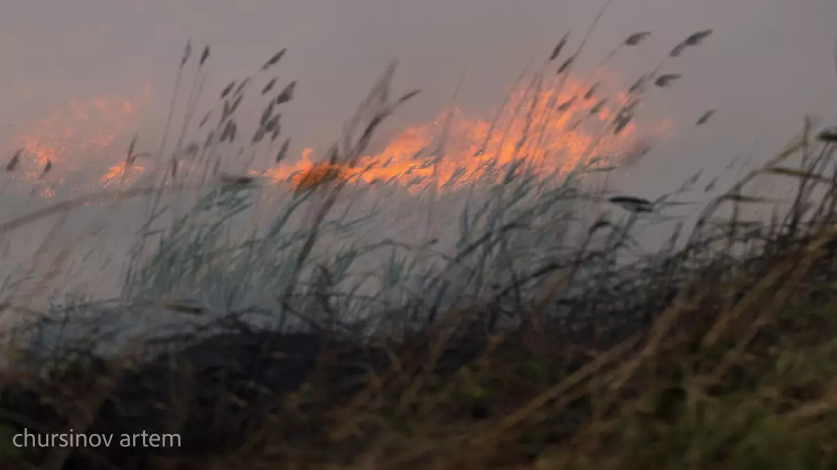 2026 жылы ормандарды өрттен смарт жүйе қорғайды