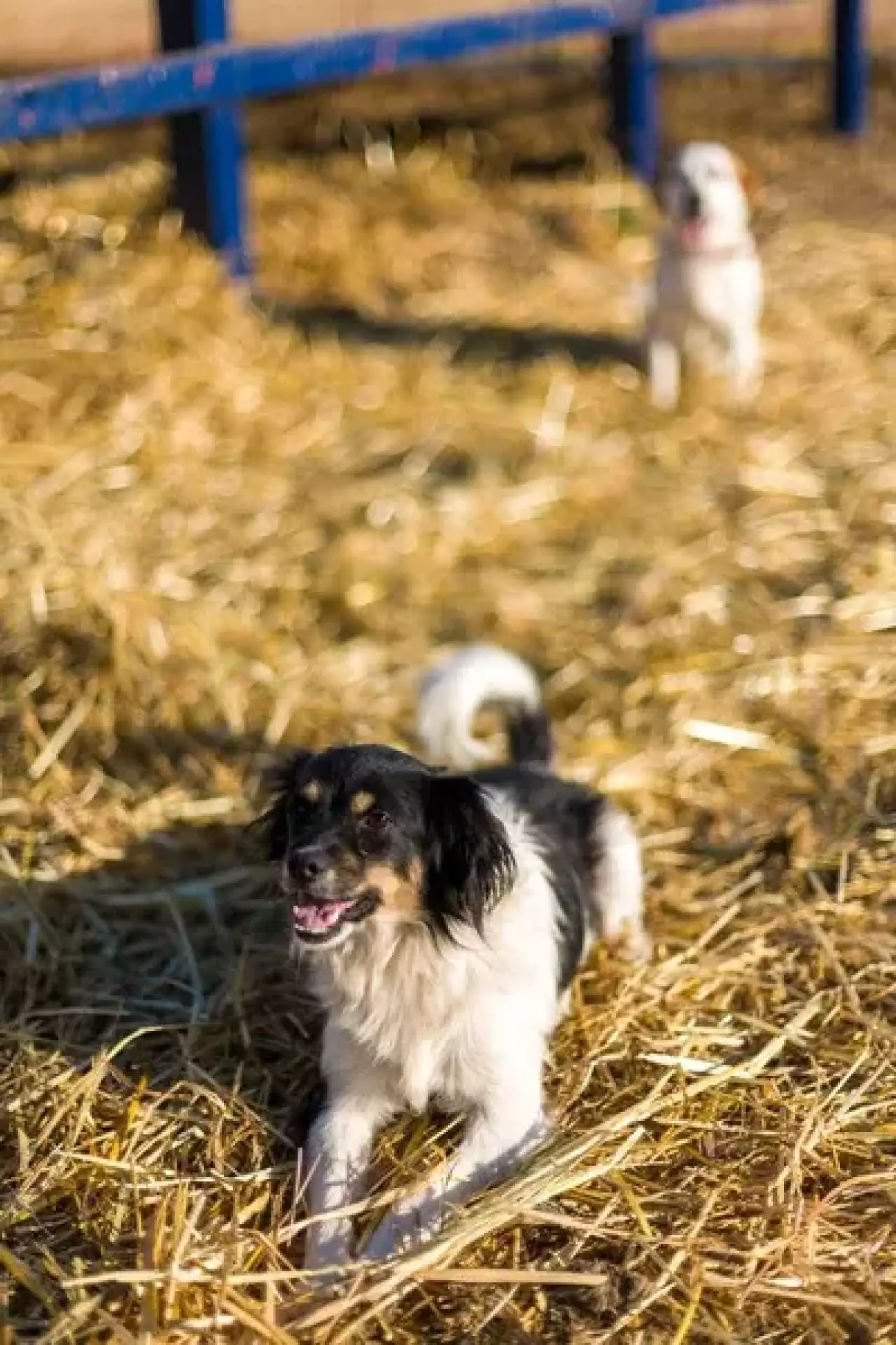 В Макинске первоклассник пострадал от нападения собаки