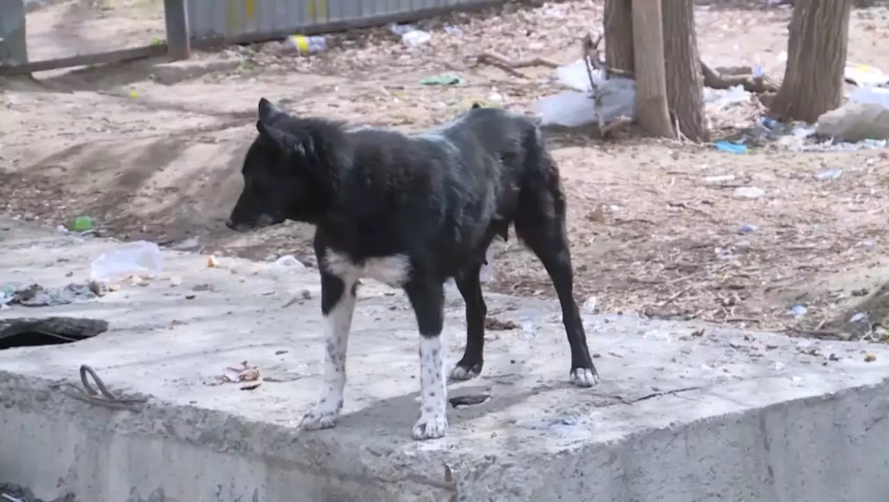 Жануарларға жауапкершілікпен қарау туралы заң Мәжіліске қайтарылды