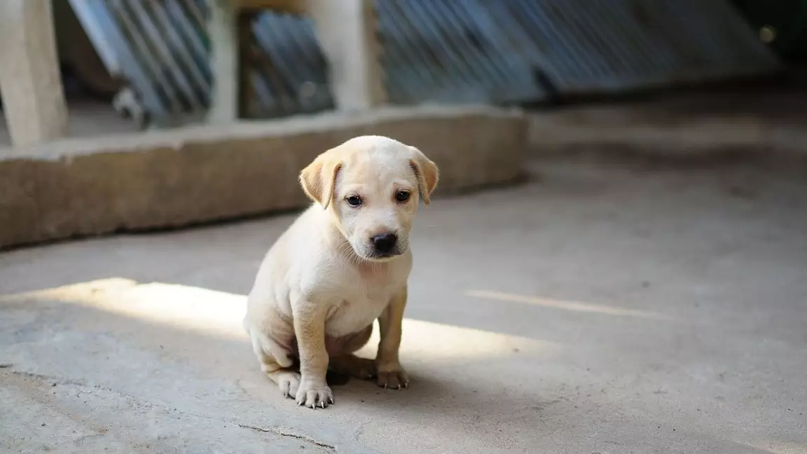 Жануарларды тастағандарға 130 мың теңге айыппұл – Сенат