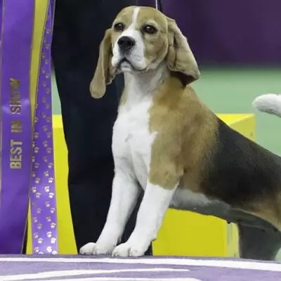 В Астане пройдет международная кинологическая выставка “Astana Winner 2026”