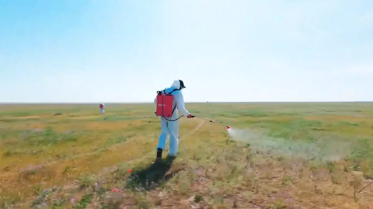 Түркістан облысында шегірткеге қарсы күрес күшейтілді