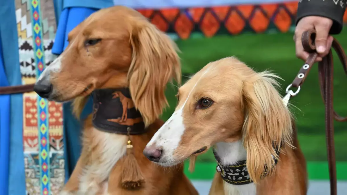Астана примет международную выставку собак: более 350 участников и особое внимание к тазы